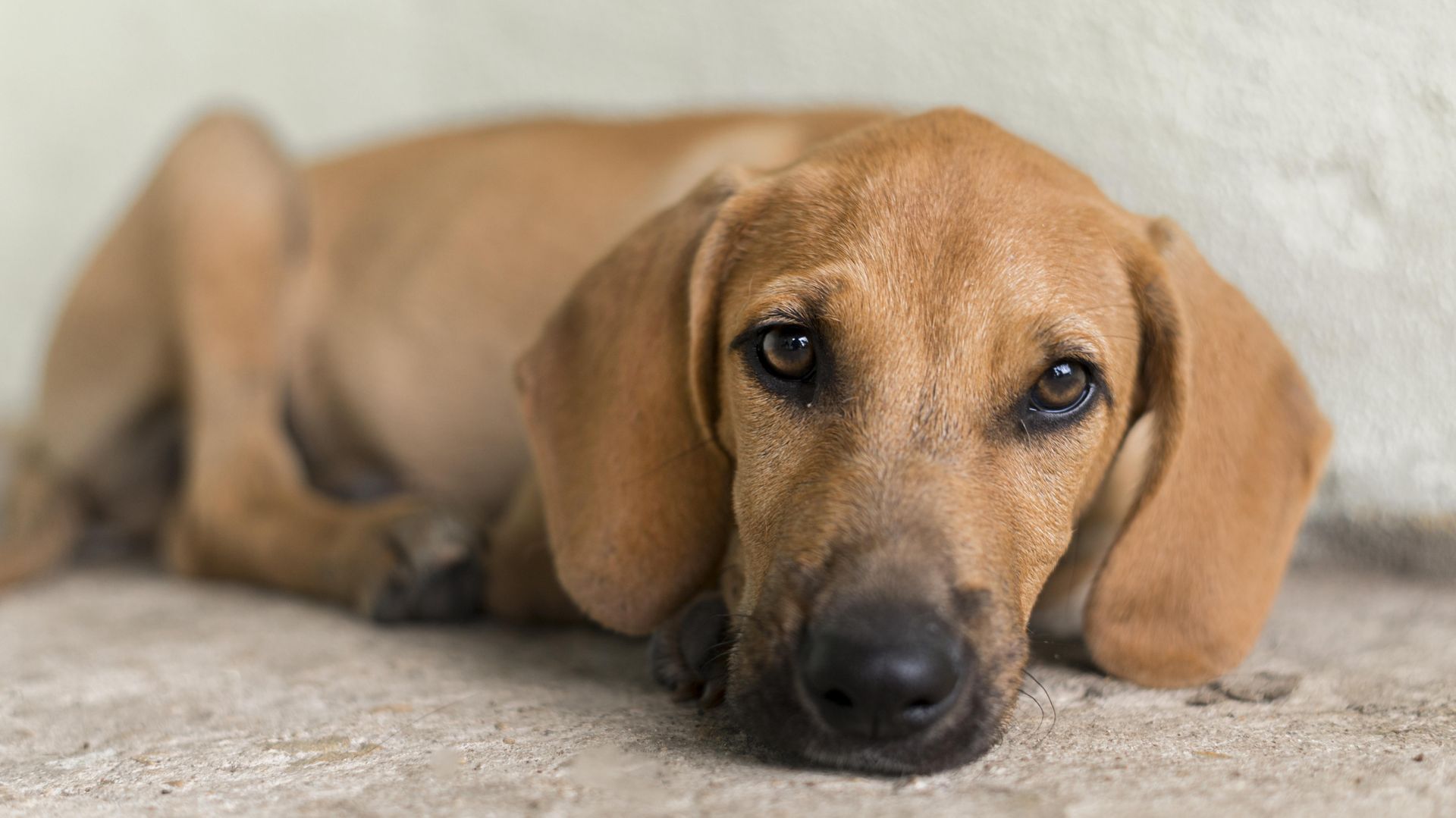Problemas del tracto urinario en mascotas | Clínica Raza