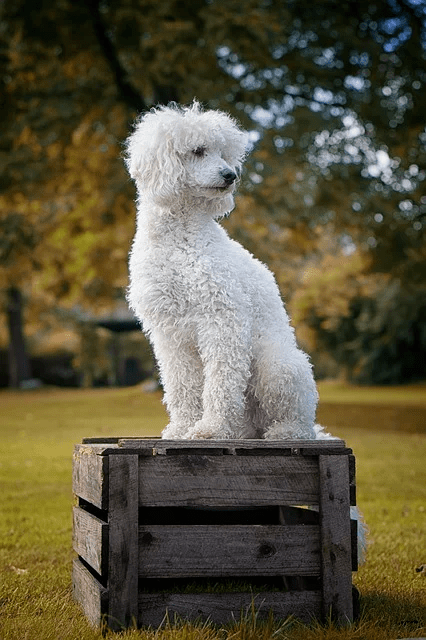 Curiosidades de RAZA: Poodle, un perro con clase | Clínica Raza