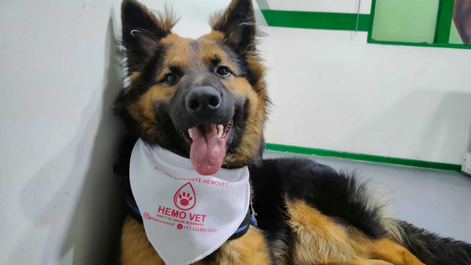 Transfusión sanguínea en mascotas: Un procedimiento que salva vidas