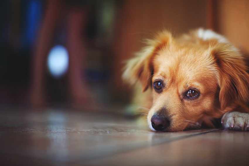 Urgencia veterinaria nocturna: pasos cruciales para salvar la vida de