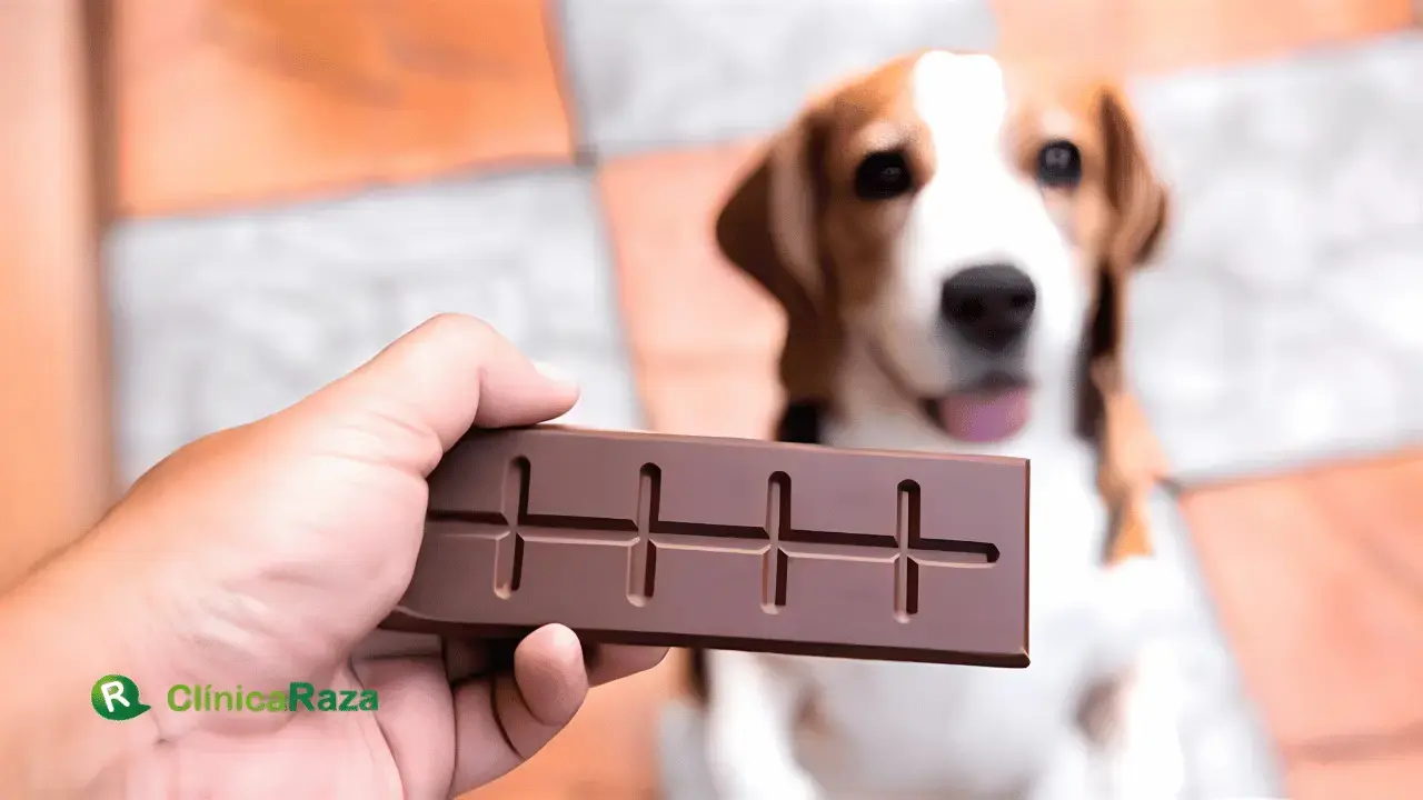 Mi perro comió chocolate ¿Qué hacer? | Clínica Raza