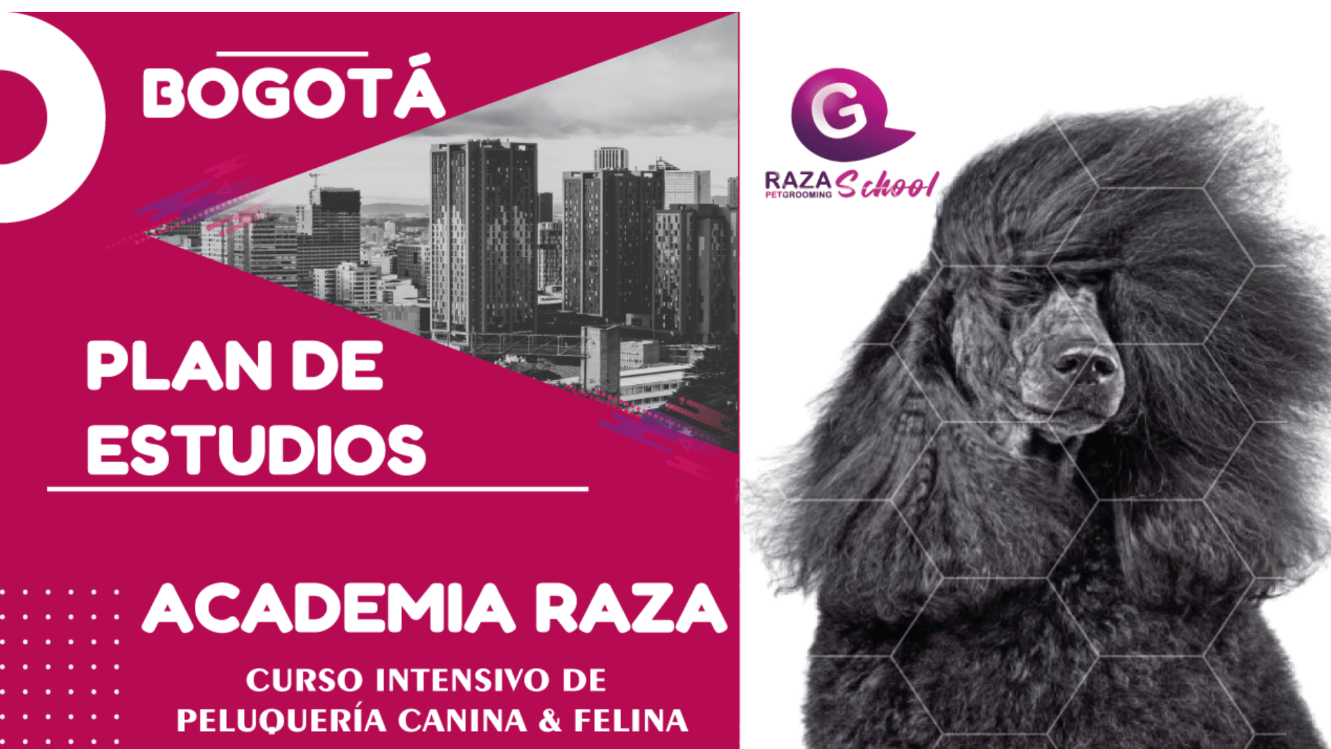 Curso de Peluquería Canina en Bogotá Curso de Peluquería Canina en Bogotá