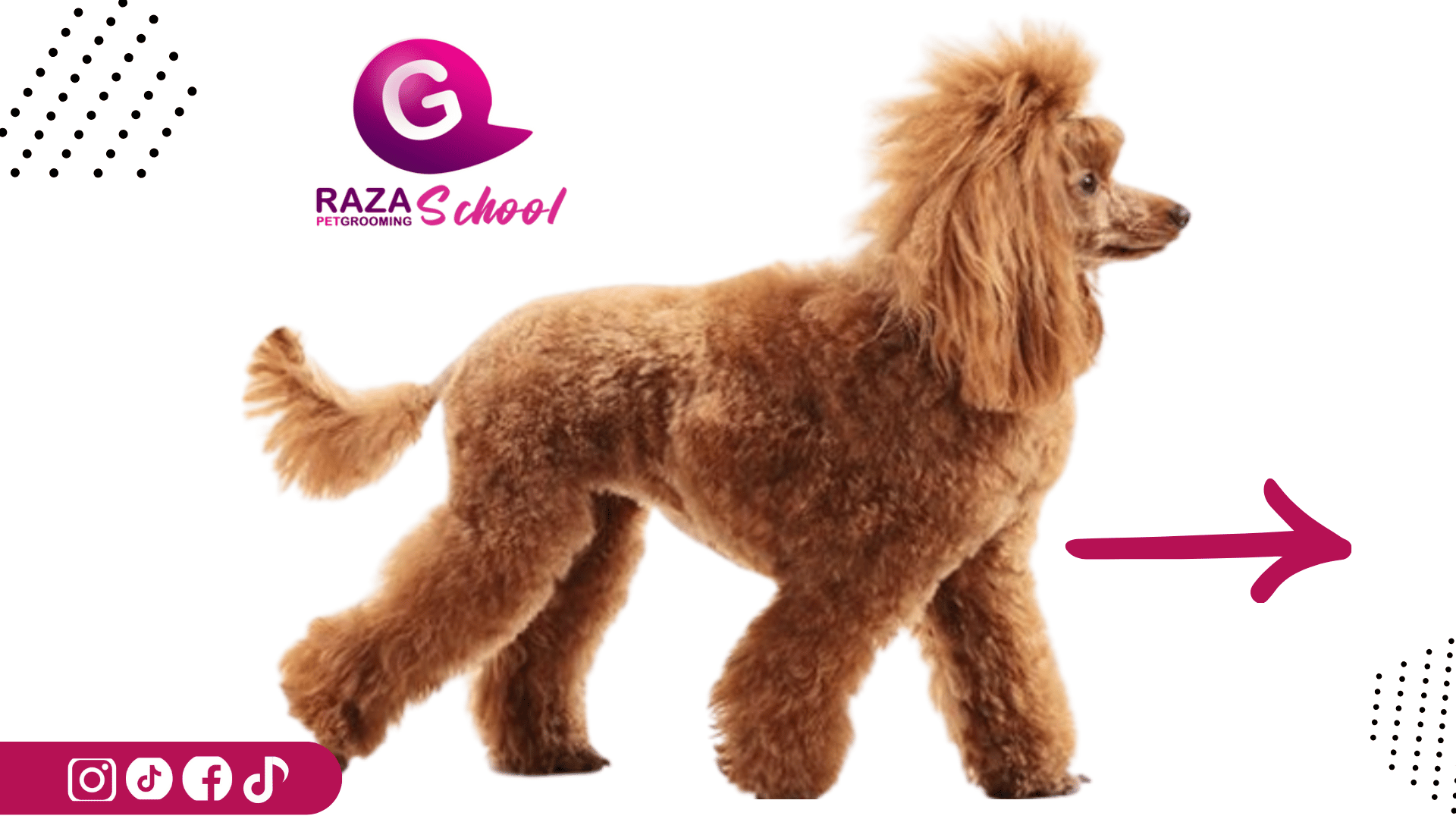 Clases de peluquería canina presenciales y prácticas Clases de peluquería canina presenciales y prácticas