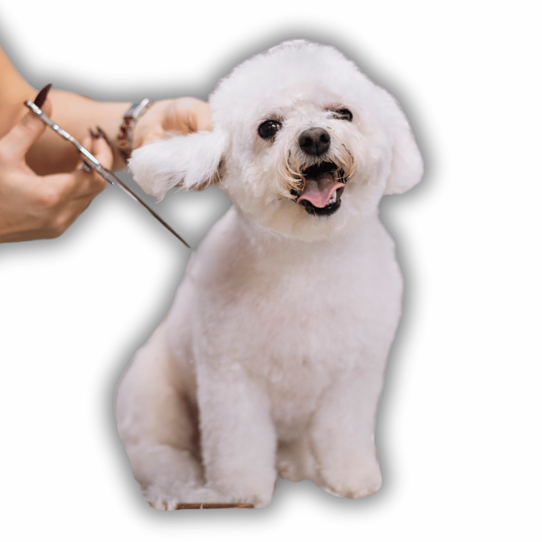 Curso de Peluquería Canina en Bogotá Clases de peluquería canina presenciales y prácticas