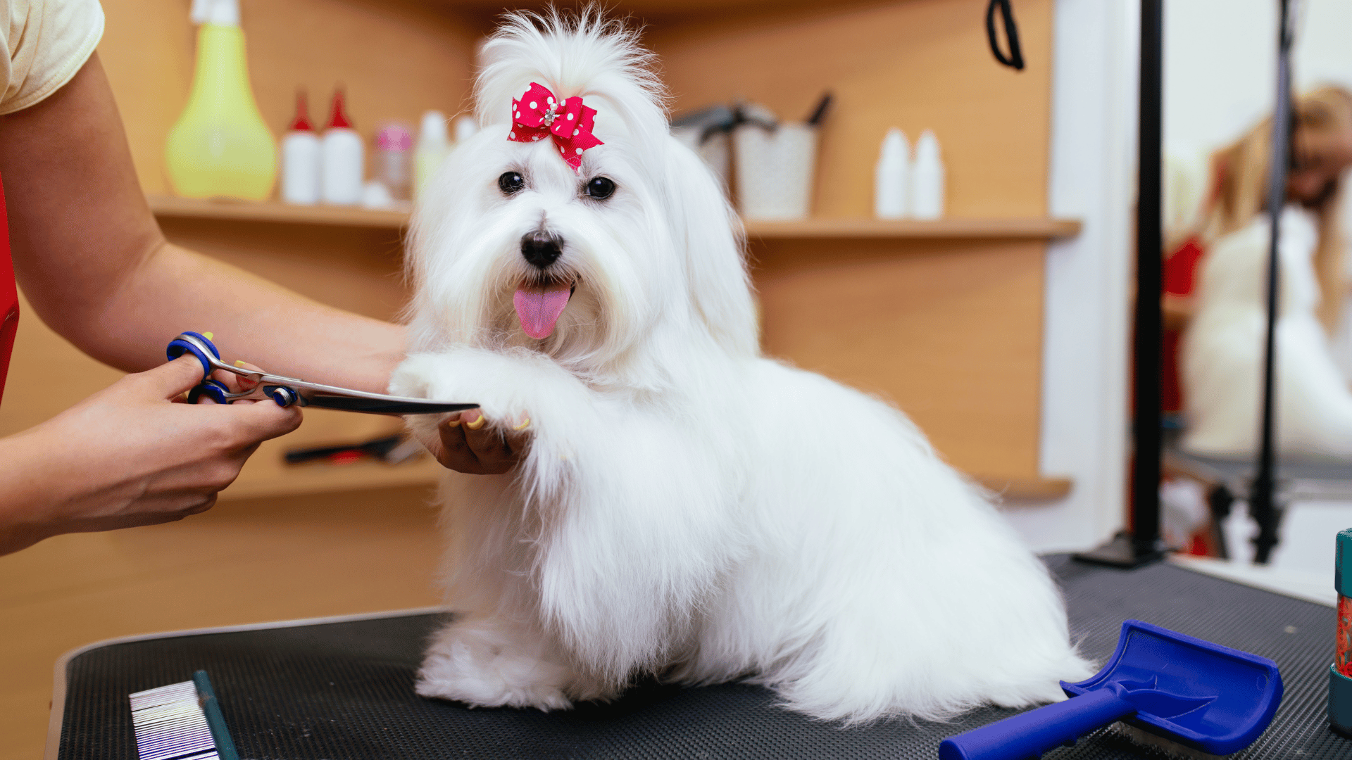 Cómo se realizan las clases de peluquería canina Cómo se realizan las clases de grooming canino