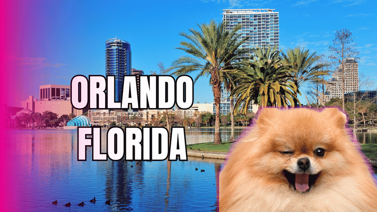 Peluquería Canina y Felina en Estados Unidos 