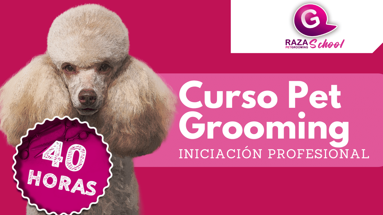 Curso de iniciación en Estados Unidos 