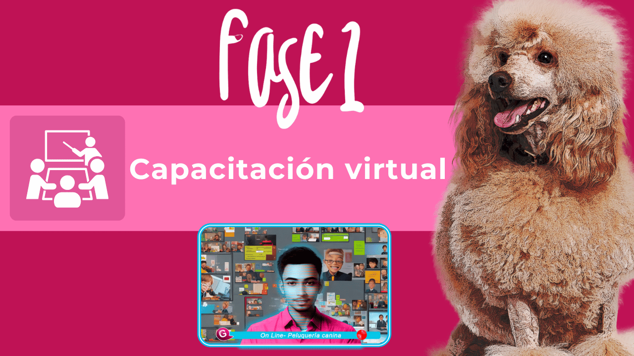 Fases de aprendizaje de peluquería canina en Estados Unidos 