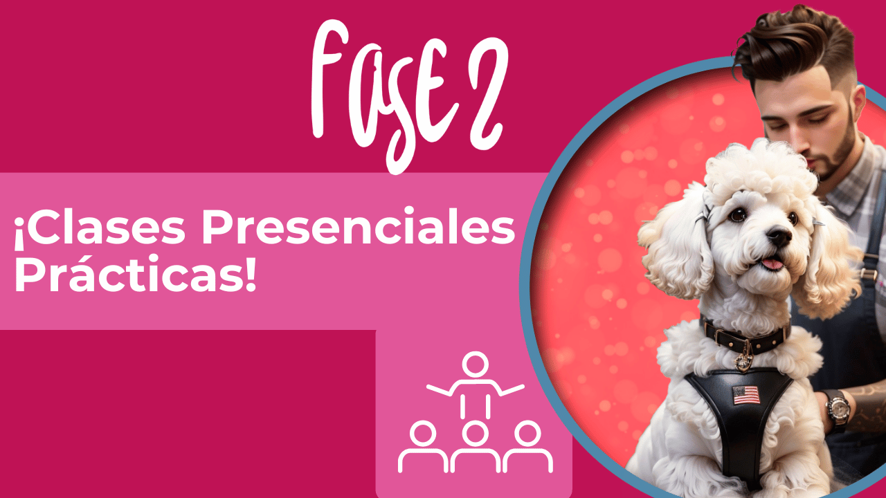 Fase 2 de aprendizaje de pet grooming en EE.UU 