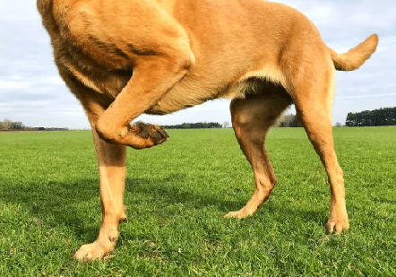 Odoo • Imagen y texto