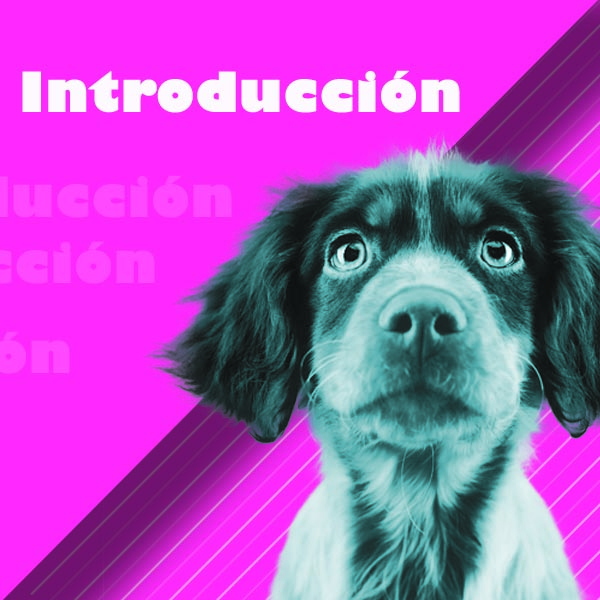 Curso de iniciación profesional en peluquería canina